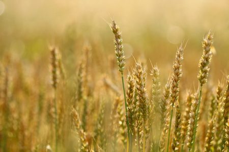 Student innovator builds AI system to combat crop loss in agriculture