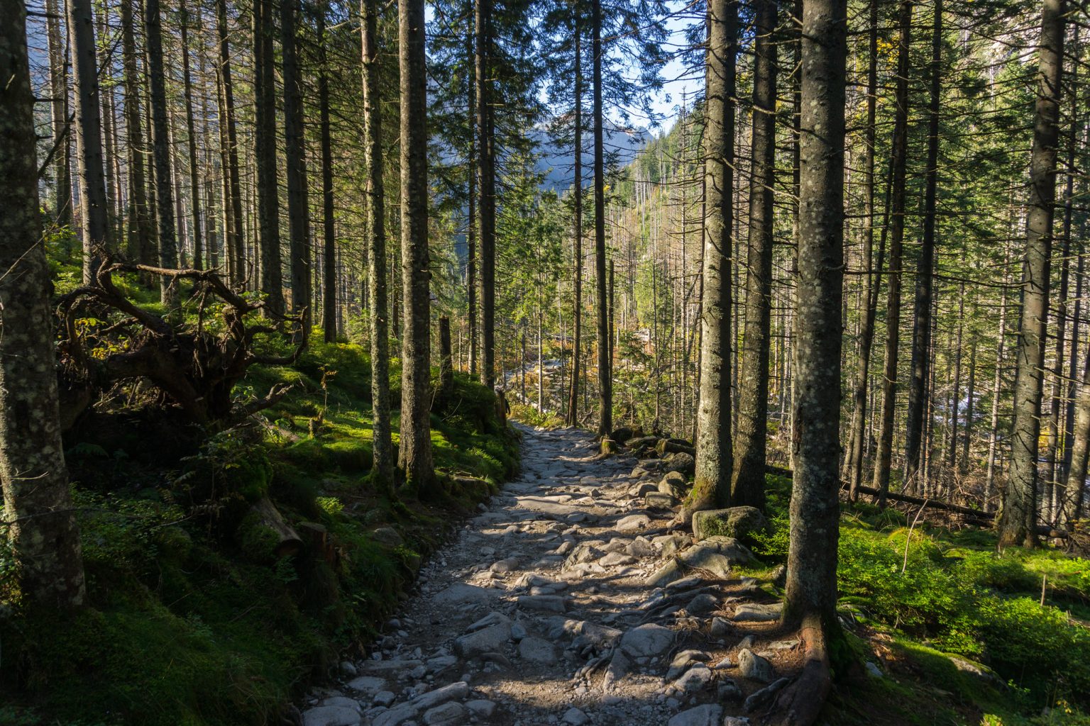 Image illustrating article on un-viability of afforestation efforts by fossil fuel producers.
