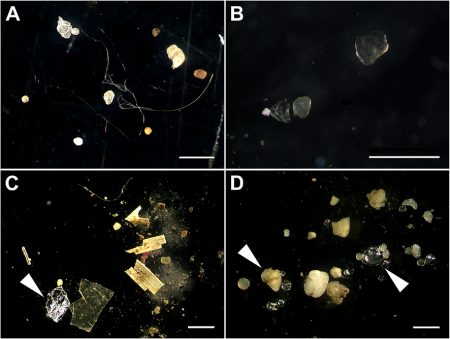 Image of microplastics for illustration of article on UK food chain.