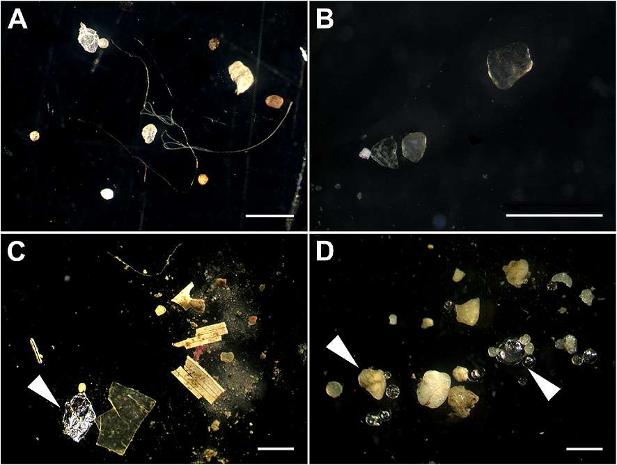 Image of microplastics for illustration of article on UK food chain.